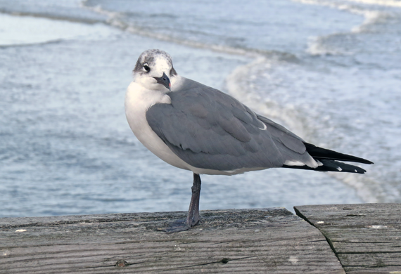 Laughing Gull by Ventures Birding Tours